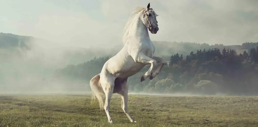 白马非马是什么意思