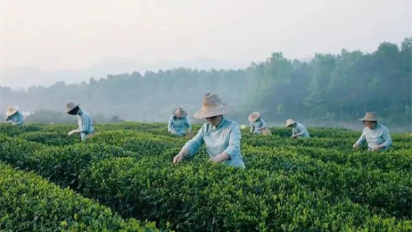 六安瓜片属于什么茶类