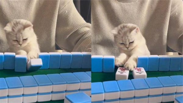 什么动物是打麻将高手