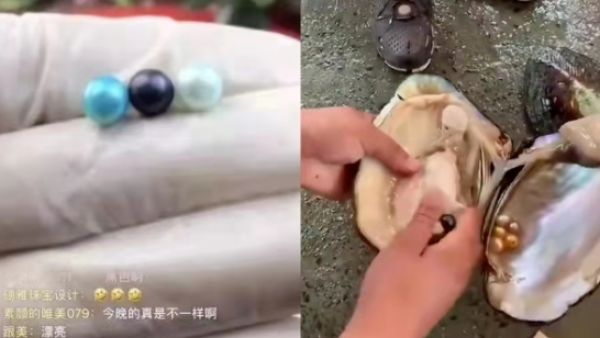 开蚌是什么意思