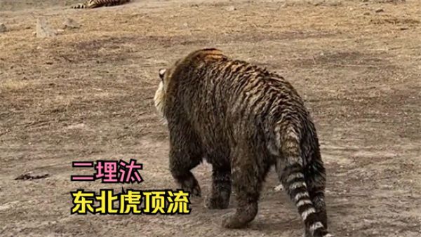 二埋汰是什么意思