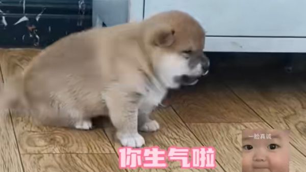 小鼻嘎是什么意思