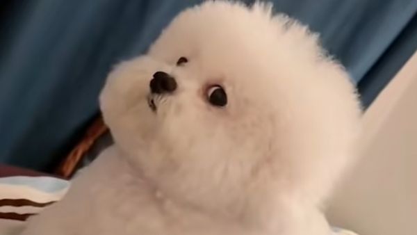 邪恶摇粒绒小狗是什么意思