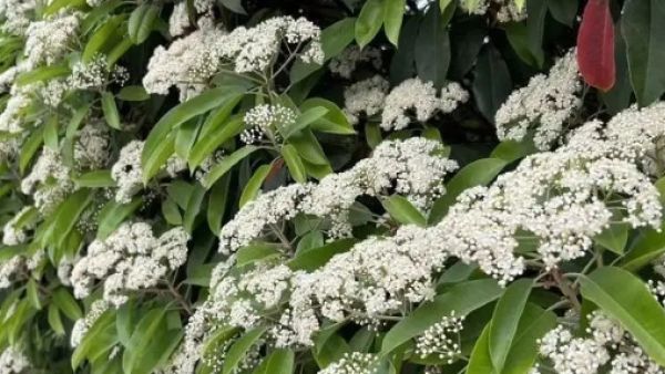 石楠花的味道是什么梗