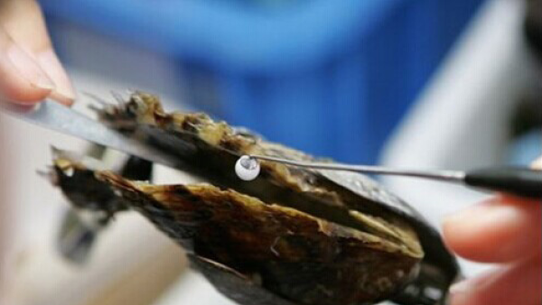 章子怡开蚌是什么梗