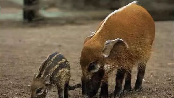 世界上最漂亮的猪长什么样子