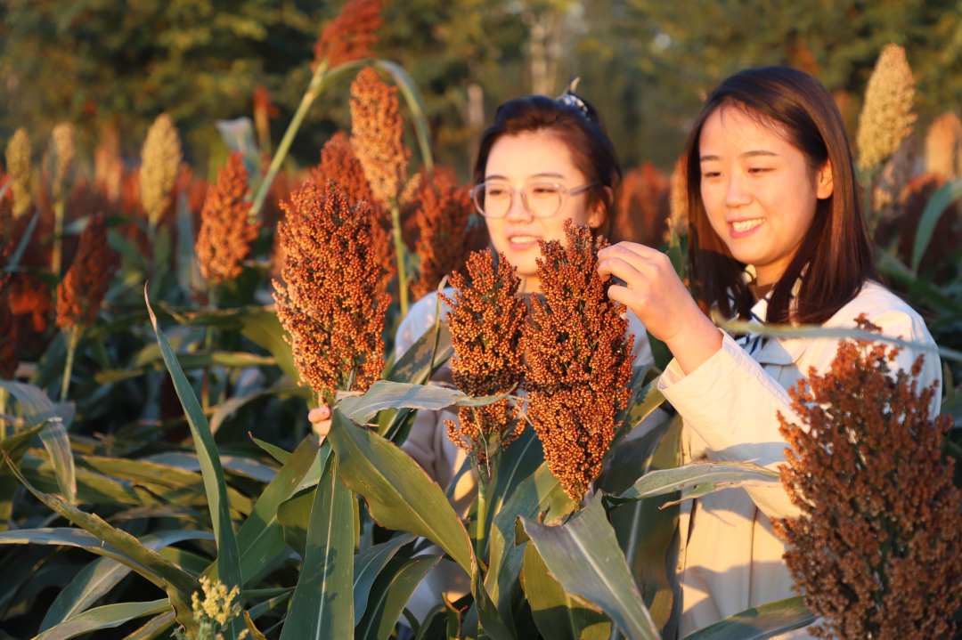 青纱帐为什么危险 - 第1张 - 坑多多 青纱帐为什么危险 - 第1张