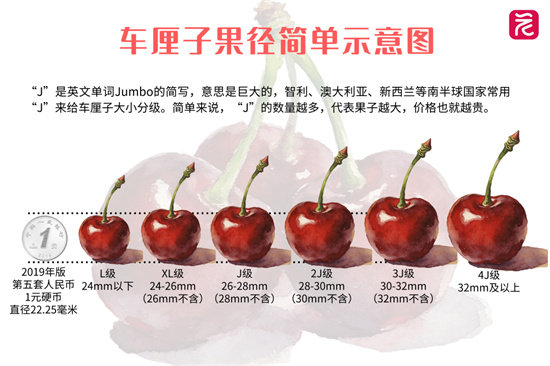 车厘子2J3J4J是什么意思 - 第1张 - 坑多多 车厘子2J3J4J是什么意思 - 第1张